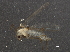  ( - BIOUG04256-E05)  @12 [ ] CreativeCommons - Attribution (2014) CBG Photography Group Centre for Biodiversity Genomics