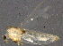  ( - BIOUG04327-A01)  @13 [ ] CreativeCommons - Attribution (2014) CBG Photography Group Centre for Biodiversity Genomics