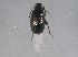  (Phyllotreta pusilla - BIOUG03377-H02)  @14 [ ] CreativeCommons - Attribution (2014) CBG Photography Group Centre for Biodiversity Genomics