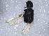  (Procryphalus - BIOUG05881-H07)  @12 [ ] CreativeCommons - Attribution (2014) CBG Photography Group Centre for Biodiversity Genomics