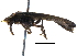  ( - BIOUG06831-B06)  @13 [ ] CreativeCommons - Attribution (2014) CBG Photography Group Centre for Biodiversity Genomics