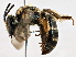  (Andrena trevoris - BIOUG06832-B07)  @14 [ ] CreativeCommons - Attribution (2014) CBG Photography Group Centre for Biodiversity Genomics