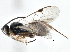  (Cotesia - BIOUG06873-E11)  @15 [ ] CreativeCommons - Attribution (2014) CBG Photography Group Centre for Biodiversity Genomics