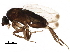  ( - BIOUG07538-B11)  @15 [ ] CreativeCommons - Attribution (2016) CBG Photography Group Centre for Biodiversity Genomics