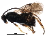  (Microgaster canadensis - BIOUG19119-B08)  @14 [ ] CreativeCommons - Attribution (2016) CBG Photography Group Centre for Biodiversity Genomics