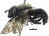  (Brachypalpus femorata - BIOUG19184-E09)  @13 [ ] CreativeCommons - Attribution (2016) CBG Photography Group Centre for Biodiversity Genomics