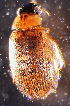  ( - DBCACOLE_AIA025)  @11 [ ] CreativeCommons - Attribution Non-Commercial Share-Alike (2019) DBCA Department of Biodiversity, Conservation and Attractions
