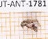  (Mimosestes insularis - JT-ANT-1781)  @11 [ ] CC-by (2023) Julien Touroult Museum national d'Histoire naturelle, Paris