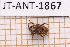  ( - JT-ANT-1867)  @11 [ ] CC-by (2023) Julien Touroult Museum national d'Histoire naturelle, Paris