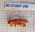  ( - BC-JT-ANT-104)  @11 [ ] Copyright (2020) Julien Touroult Museum national d'Histoire naturelle