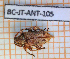  (Styloleptus inermis - BC-JT-ANT-105)  @11 [ ] Copyright (2020) Julien Touroult Museum national d'Histoire naturelle