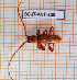  ( - BC-JT-ANT-109)  @11 [ ] Copyright (2020) Julien Touroult Museum national d'Histoire naturelle