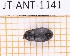  (Blapstinus opacus - JT-ANT-1141)  @11 [ ] Creative common (2022) Julien Touroult Museum national d'Histoire naturelle, Paris