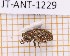  (Myochrous barbadensis - JT-ANT-1229)  @11 [ ] Creative common (2022) Julien Touroult Museum national d'Histoire naturelle, Paris