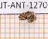  ( - JT-ANT-1270)  @11 [ ] Creative common (2022) Julien Touroult Museum national d'Histoire naturelle, Paris
