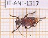  ( - JT-ANT-1317)  @11 [ ] Creative common (2022) Julien Touroult Museum national d'Histoire naturelle, Paris