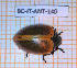  ( - BC-JT-ANT-140)  @11 [ ] Copyright (2020) Julien Touroult Museum national d'Histoire naturelle