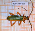 ( - BC-JT-ANT-146)  @11 [ ] Copyright (2020) Julien Touroult Museum national d'Histoire naturelle