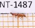  ( - JT-ANT-1487)  @11 [ ] Creative common (2022) Julien Touroult Museum national d'Histoire naturelle, Paris
