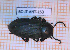  ( - BC-JT-ANT-153)  @11 [ ] Copyright (2020) Julien Touroult Museum national d'Histoire naturelle