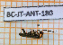 ( - BC-JT-ANT-180)  @11 [ ] Copyright (2020) Julien Touroult Museum national d'Histoire naturelle