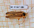  ( - BC-JT-ANT-186)  @11 [ ] Copyright (2020) Julien Touroult Museum national d'Histoire naturelle