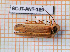  ( - BC-JT-ANT-189)  @11 [ ] Copyright (2020) Julien Touroult Museum national d'Histoire naturelle