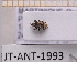  ( - JT-ANT-1993)  @11 [ ] CC-by (2023) Julien Touroult Museum national d'Histoire naturelle, Paris