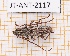  (Elaphidion costipenne - JT-ANT-2117)  @11 [ ] CC-By (2025) Julien Touroult MNHN