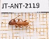  (Caribbomerus asperatus - JT-ANT-2119)  @11 [ ] CC-By (2025) Julien Touroult MNHN
