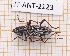  (Anelaphus fasciatum - JT-ANT-2123)  @11 [ ] CC-By (2025) Julien Touroult MNHN