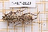 (Elaphidion iviei - JT-ANT-2129)  @11 [ ] CC-By (2025) Julien Touroult MNHN