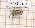  (Styloleptus atrovittatus - JT-ANT-2137)  @11 [ ] CC-By (2025) Julien Touroult MNHN