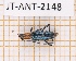  (Psyrassa woodleyi - JT-ANT-2148)  @11 [ ] CC-By (2025) Julien Touroult MNHN