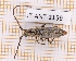  (Elaphidion tomentosum - JT-ANT-2159)  @11 [ ] CC-By (2025) Julien Touroult MNHN