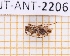  (Acrepidopterum - JT-ANT-2206)  @11 [ ] CC-By (2025) Julien Touroult MNHN