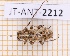 (Eupogonius haitiensis - JT-ANT-2212)  @11 [ ] CC-By (2025) Julien Touroult MNHN