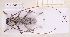  (Eburia didyma - JT-ANT-2215)  @11 [ ] CC-By (2025) Julien Touroult MNHN