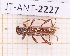  (Anopliomorpha antillara - JT-ANT-2227)  @11 [ ] CC-By (2025) Julien Touroult MNHN