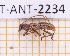  ( - JT-ANT-2234)  @11 [ ] CC-By (2025) Julien Touroult MNHN