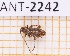  ( - JT-ANT-2242)  @11 [ ] CC-By (2025) Julien Touroult MNHN