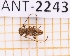 ( - JT-ANT-2243)  @11 [ ] CC-By (2025) Julien Touroult MNHN