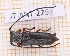  (Calocosmus janus - JT-ANT-2259)  @11 [ ] CC-By (2025) Julien Touroult MNHN