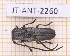  ( - JT-ANT-2260)  @11 [ ] CC-By (2025) Julien Touroult MNHN