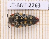  (Acmaeodera cruenta - JT-ANT-2263)  @11 [ ] CC-By (2025) Julien Touroult MNHN