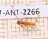  ( - JT-ANT-2266)  @11 [ ] CC-By (2025) Julien Touroult MNHN