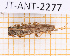 ( - JT-ANT-2277)  @11 [ ] CC-By (2025) Julien Touroult MNHN