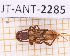  ( - JT-ANT-2285)  @11 [ ] CC-By (2025) Julien Touroult MNHN