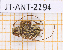 ( - JT-ANT-2294)  @11 [ ] CC-By (2025) Julien Touroult MNHN