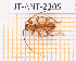 ( - JT-ANT-2305)  @11 [ ] CC-By (2025) Julien Touroult MNHN